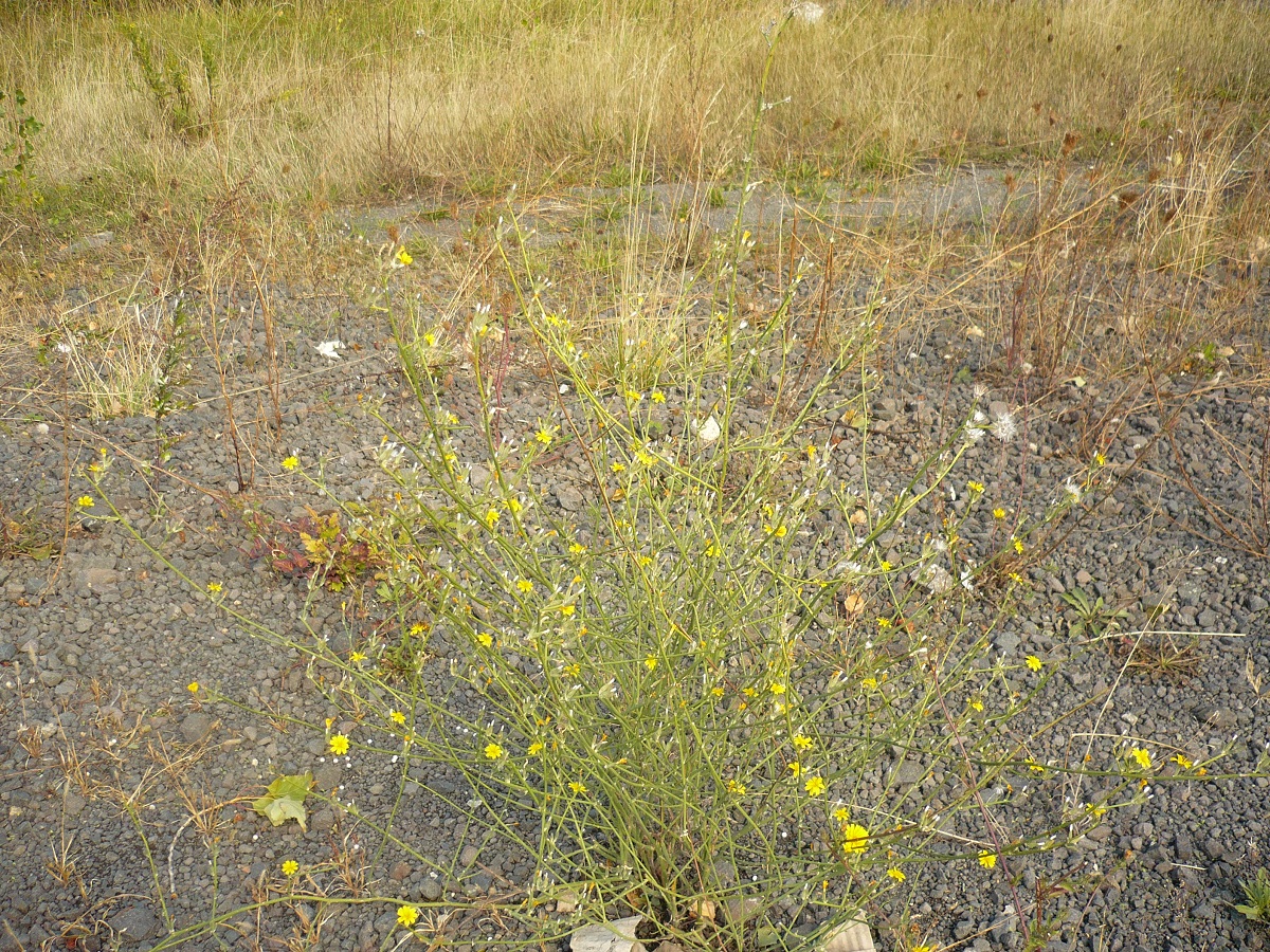Chondrilla juncea (Asteraceae)